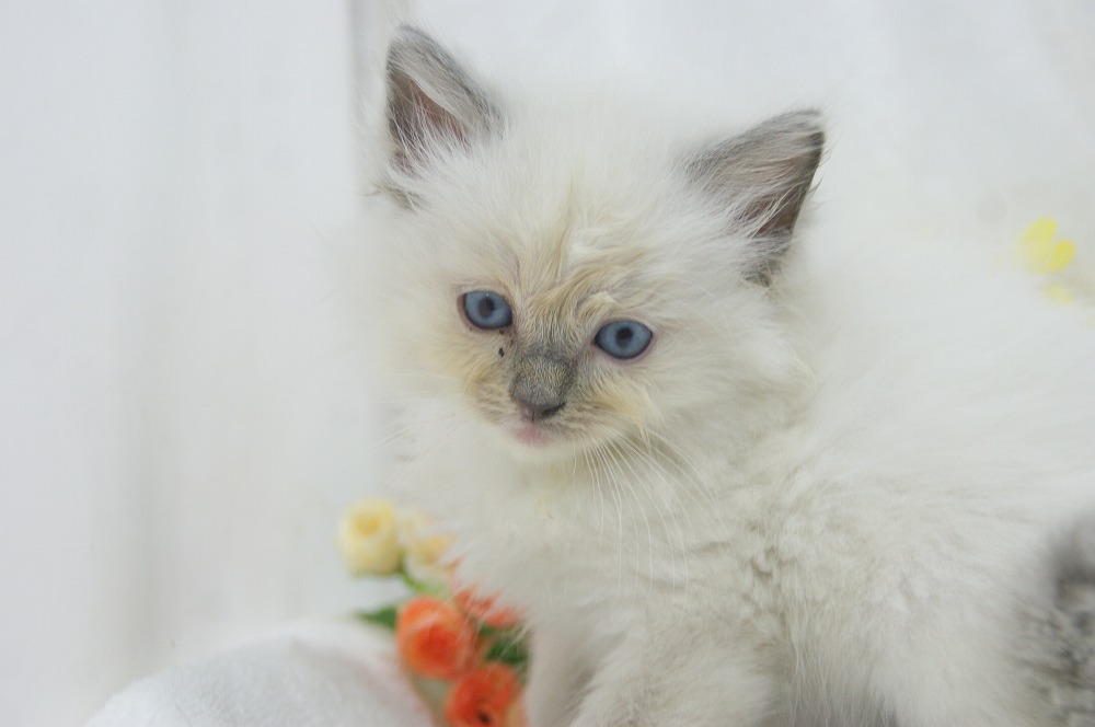 宮城県ペットショップ/ペットショップ鈴花　子猫情報／ラグドール