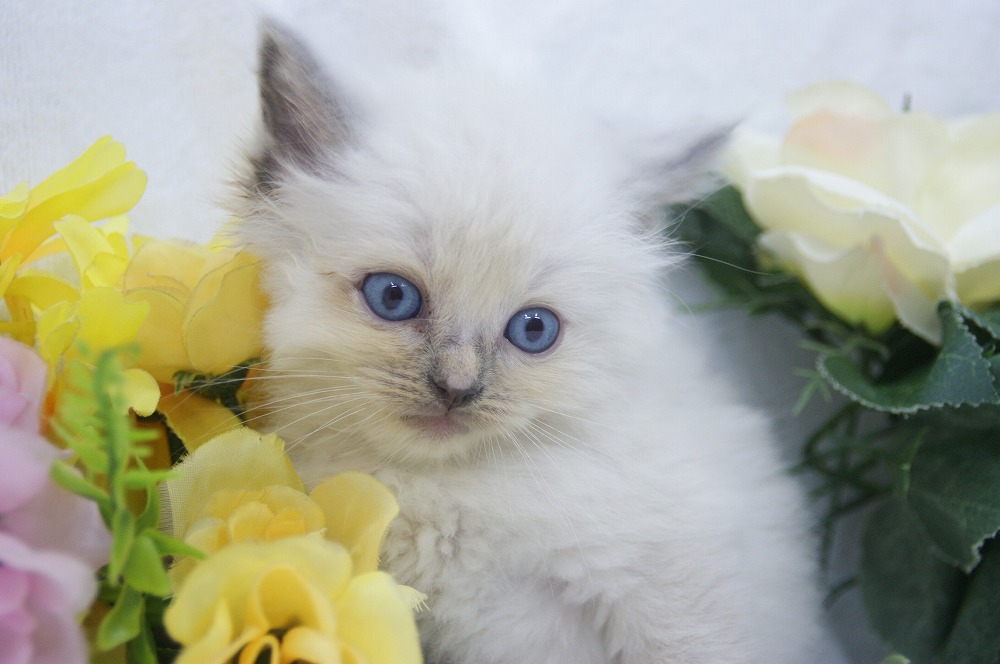 宮城県ペットショップ/ペットショップ鈴花/ラグドール子猫