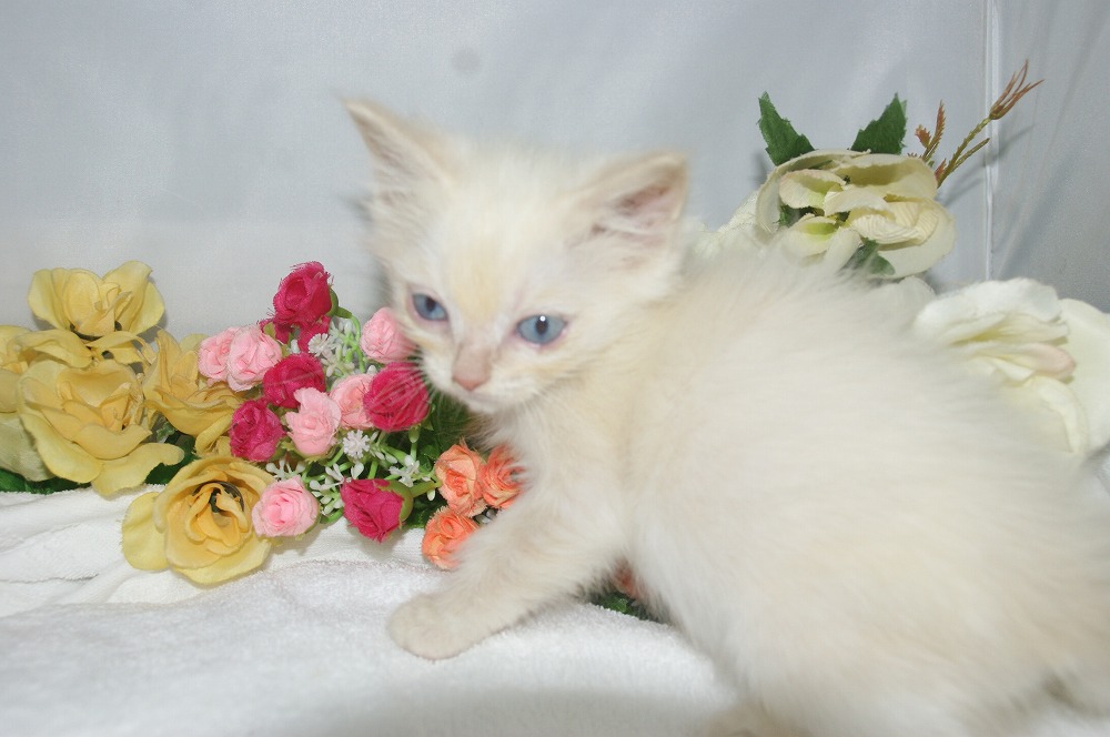 宮城県ペットショップ/ペットショップ鈴花／ラグドール子猫