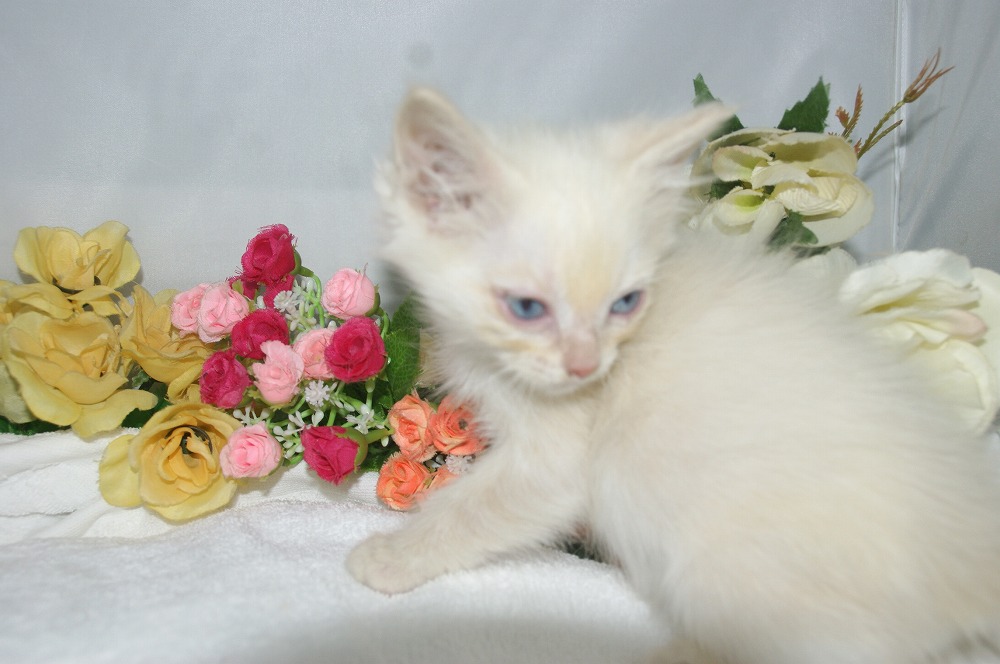 宮城県ペットショップ/ペットショップ鈴花　子猫情報／ラグドール