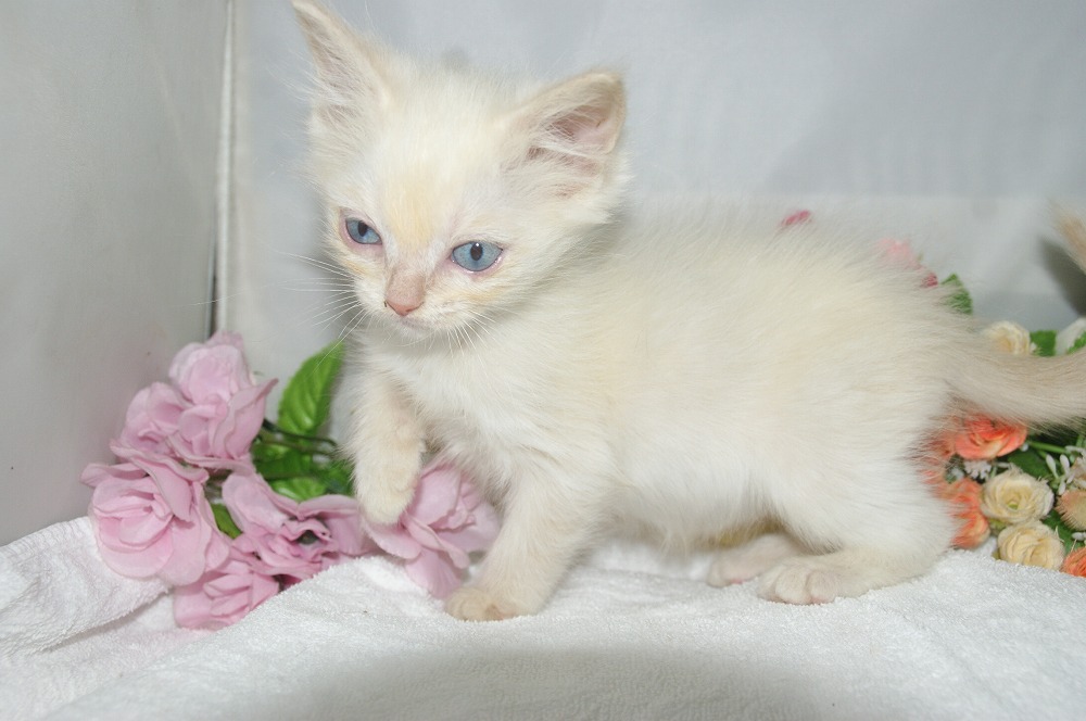 宮城県ペットショップ/ペットショップ鈴花　子猫情報／ラグドール