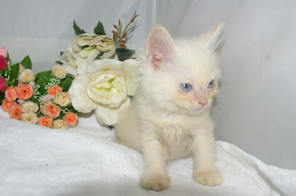 宮城県ペットショップ/ペットショップ鈴花/ラグドール子猫