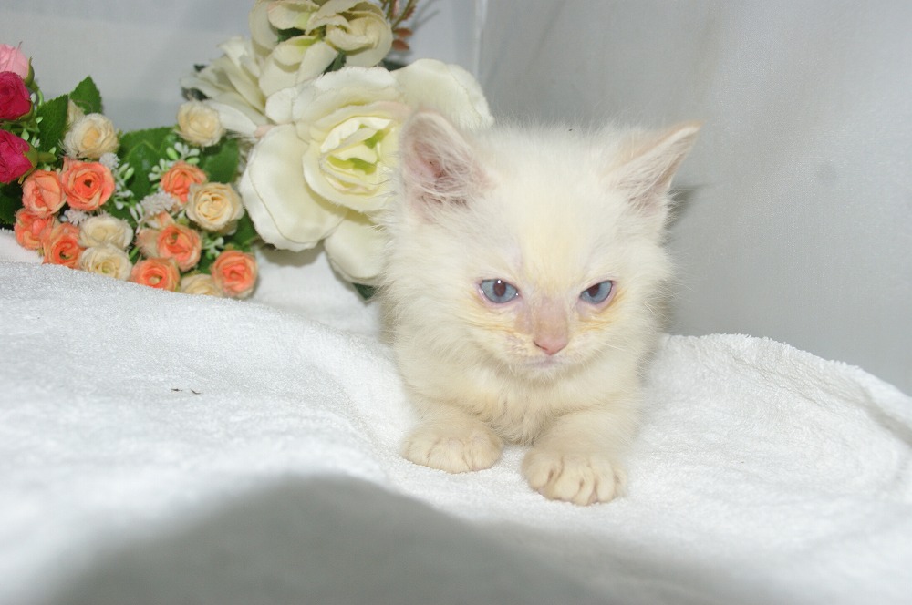 宮城県ペットショップ/ペットショップ鈴花　子猫情報／ラグドール