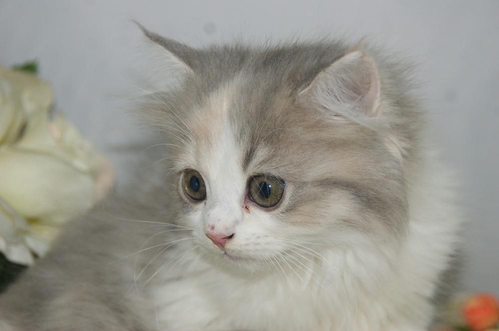 宮城県ペットショップ/ペットショップ鈴花/ラガマフィン子猫