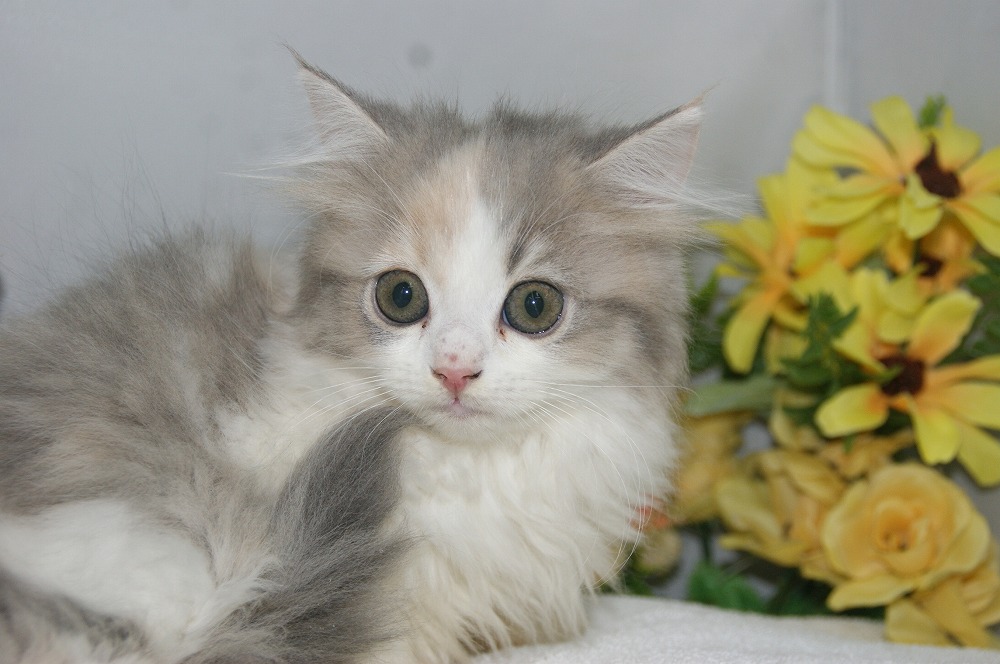 宮城県ペットショップ/ペットショップ鈴花　子猫情報／ラガマフィン