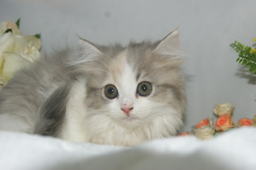 宮城県ペットショップ/ペットショップ鈴花　子猫情報／ラガマフィン