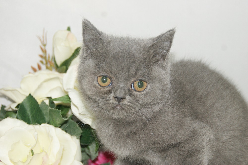 宮城県ペットショップ/ペットショップ鈴花/ブリティッシュショートヘアー子猫