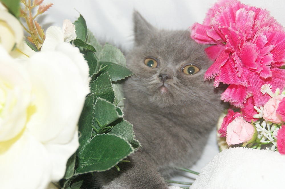 宮城県ペットショップ/ペットショップ鈴花　子猫情報／ブリティッシュショートヘアー