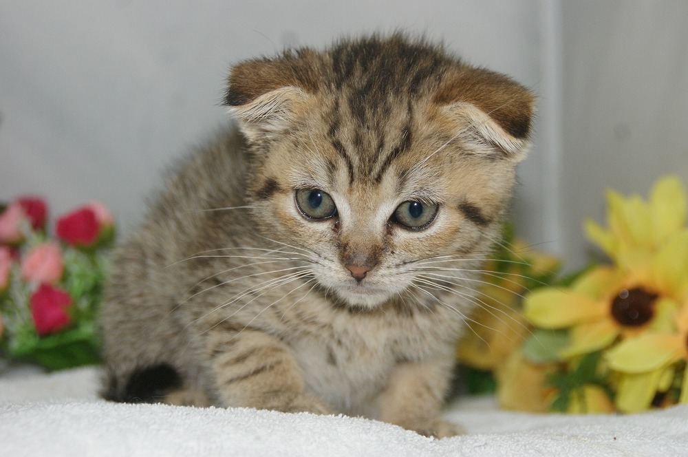 宮城県ペットショップ/ペットショップ鈴花/スコティッシュフォールド