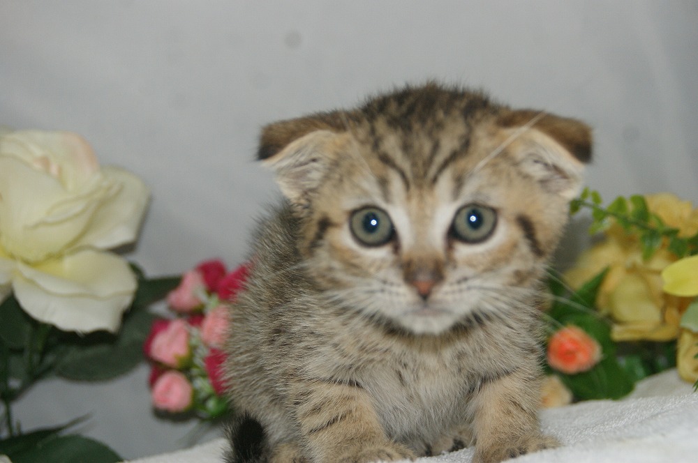 宮城県ペットショップ/ペットショップ鈴花　子猫情報／スコティッシュフォールド