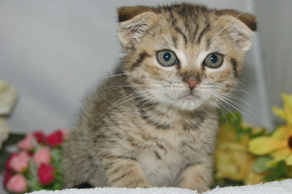宮城県ペットショップ/ペットショップ鈴花　子猫情報／スコティッシュフォールド