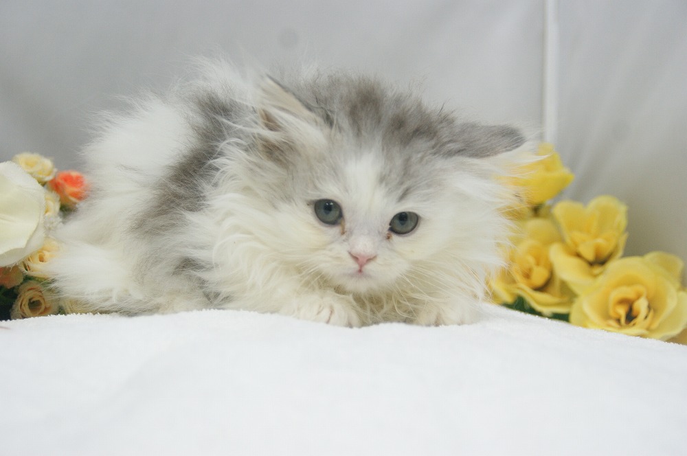 宮城県ペットショップ/ペットショップ鈴花　子猫情報／ミヌエット