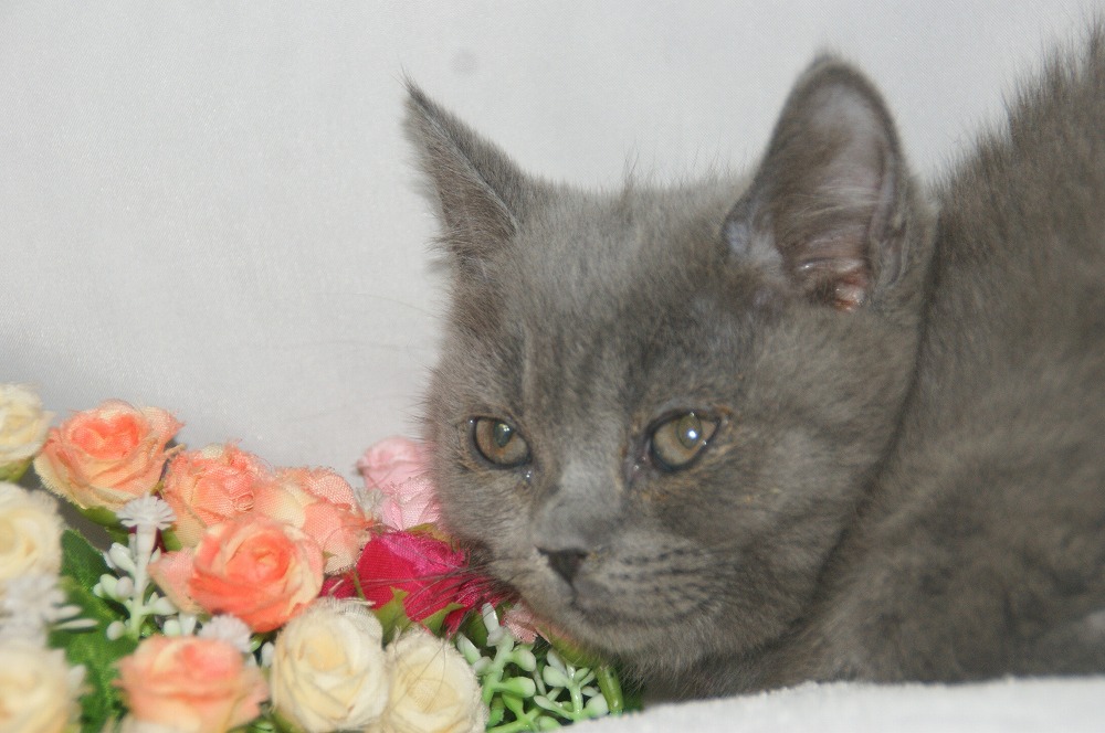 宮城県ペットショップ/ペットショップ鈴花　子猫情報／ブリティッシュショートヘアー