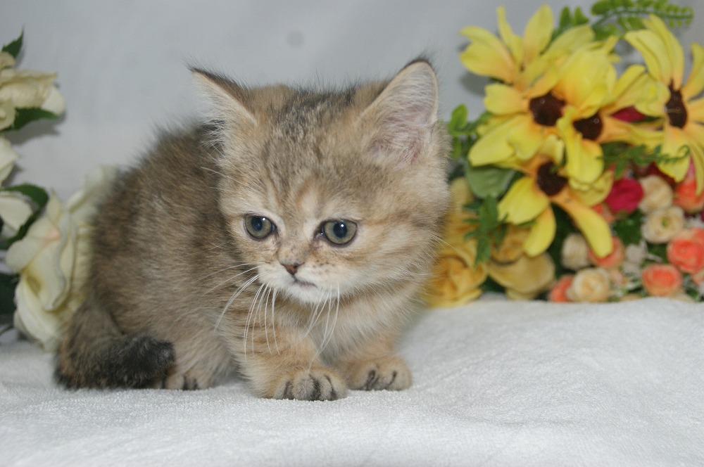 宮城県ペットショップ/ペットショップ鈴花/ミヌエット