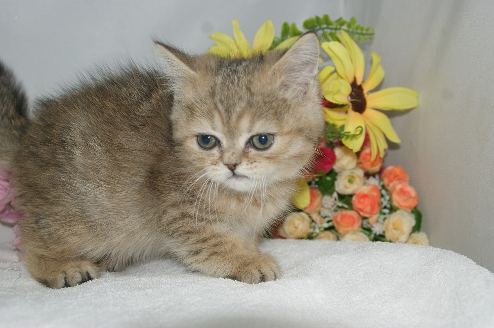 宮城県ペットショップ/ペットショップ鈴花 子猫情報/ミヌエット