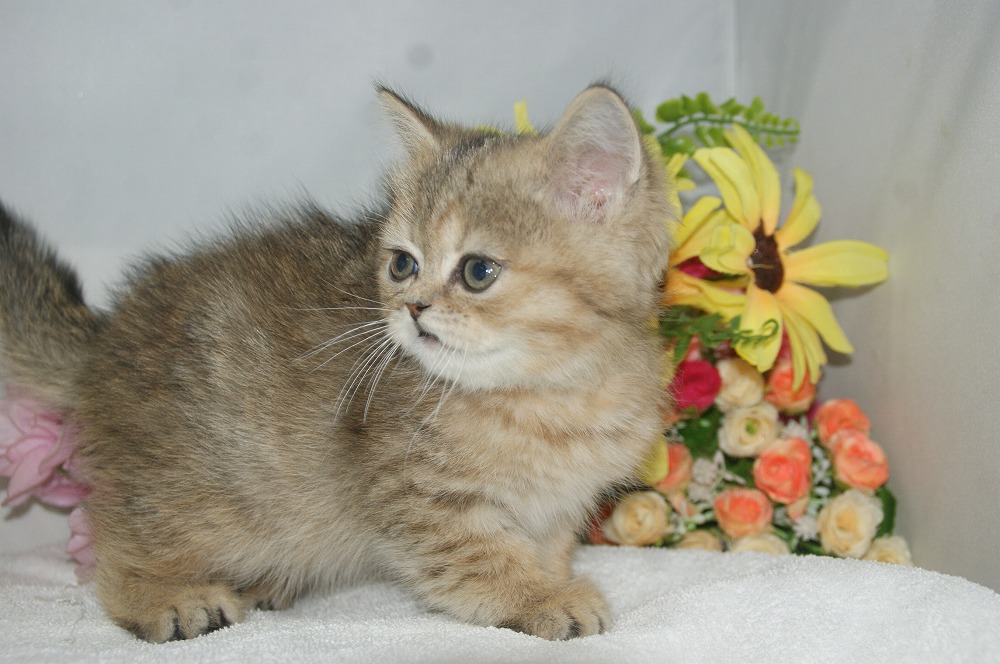 宮城県ペットショップ/ペットショップ鈴花 子猫情報/ミヌエット