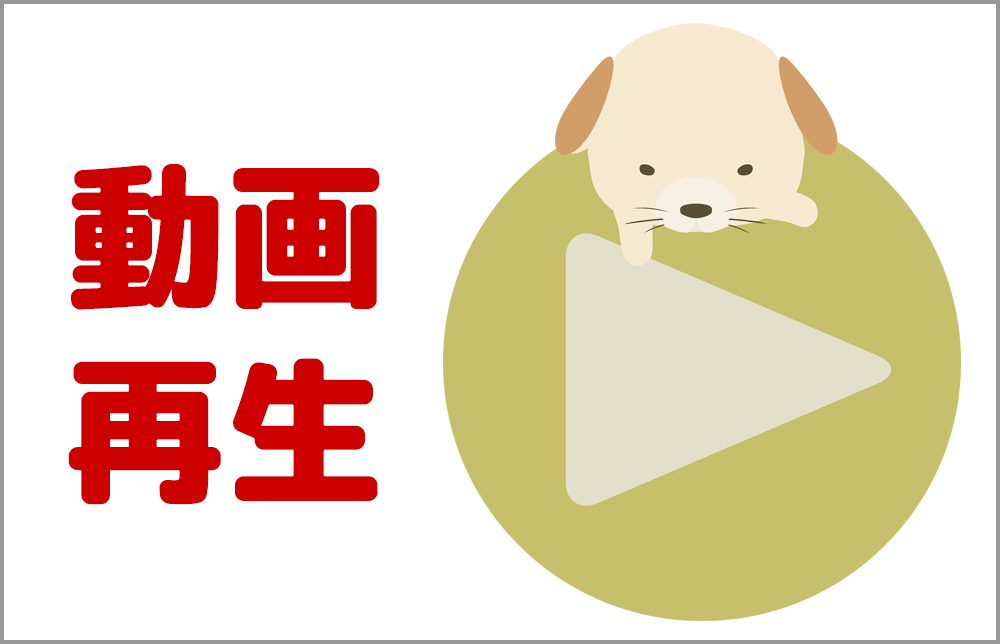 宮城県ペットショップ/ペットショップ鈴花　子犬情報／シーズー