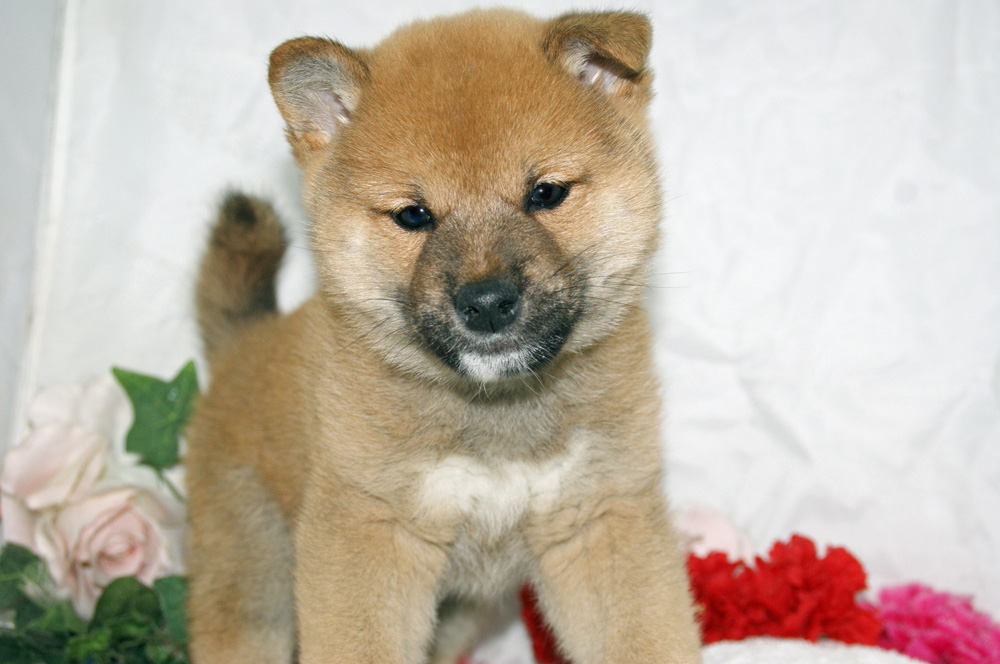 宮城県ペットショップ/ペットショップ鈴花　子犬情報／柴犬