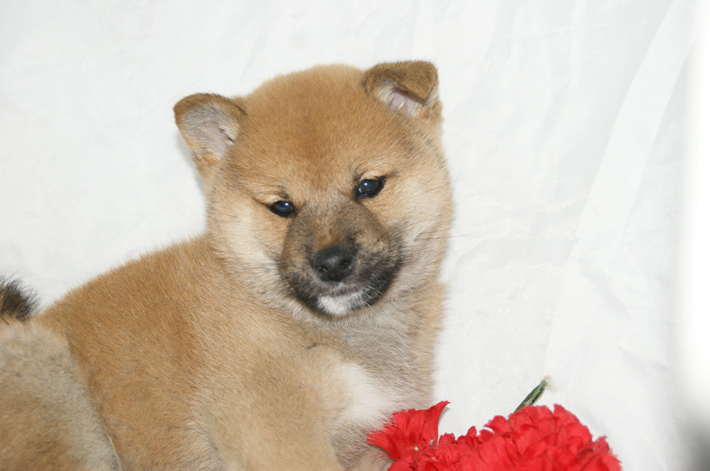 宮城県ペットショップ/ペットショップ鈴花　子犬情報／柴犬