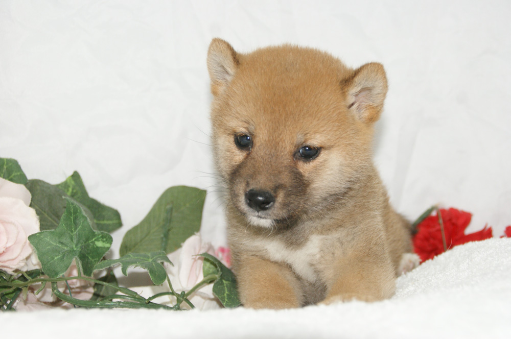 宮城県ペットショップ/ペットショップ鈴花　子犬情報／豆柴