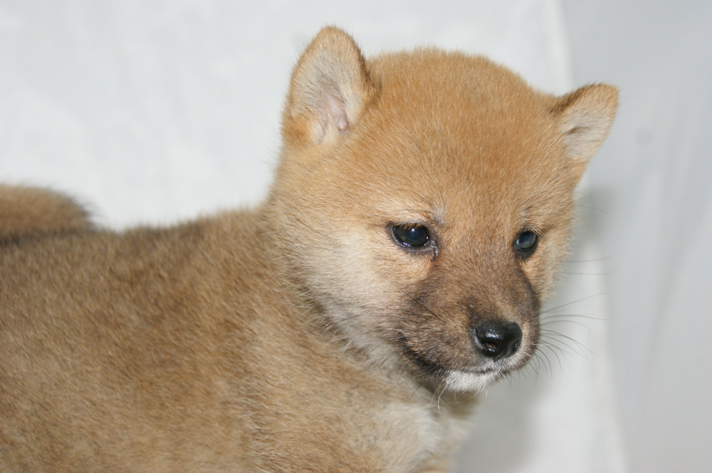 宮城県ペットショップ/ペットショップ鈴花　子犬情報／豆柴