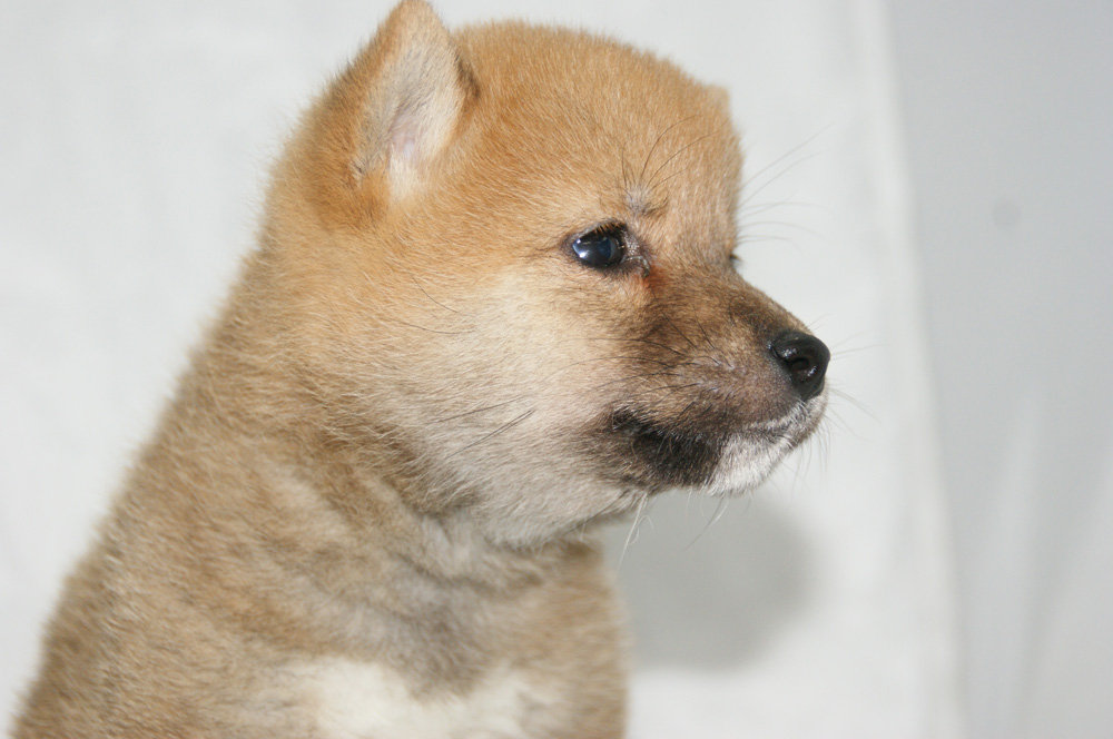 宮城県ペットショップ/ペットショップ鈴花　子犬情報／豆柴