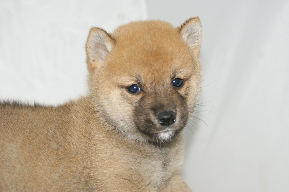 宮城県ペットショップ/ペットショップ鈴花　子犬情報／豆柴