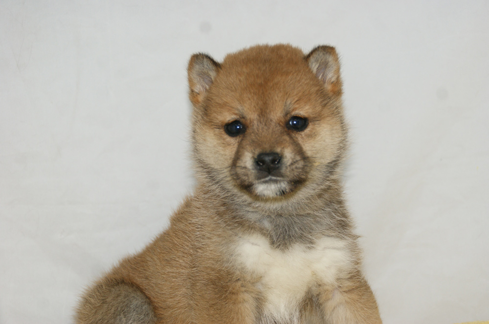 宮城県ペットショップ/ペットショップ鈴花　子犬情報／豆柴