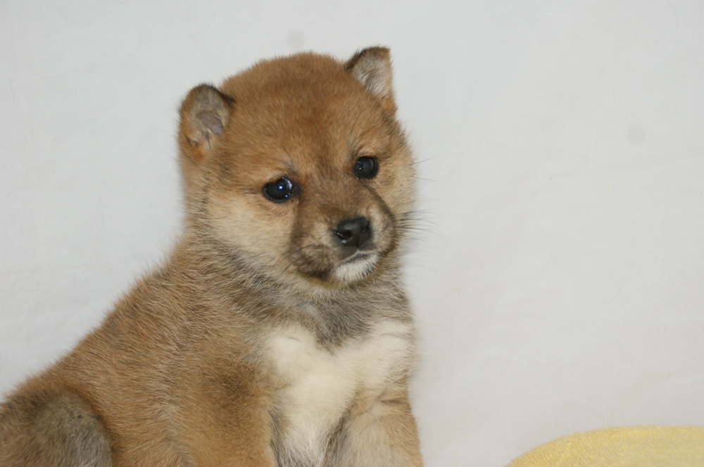 宮城県ペットショップ/ペットショップ鈴花　子犬情報／豆柴