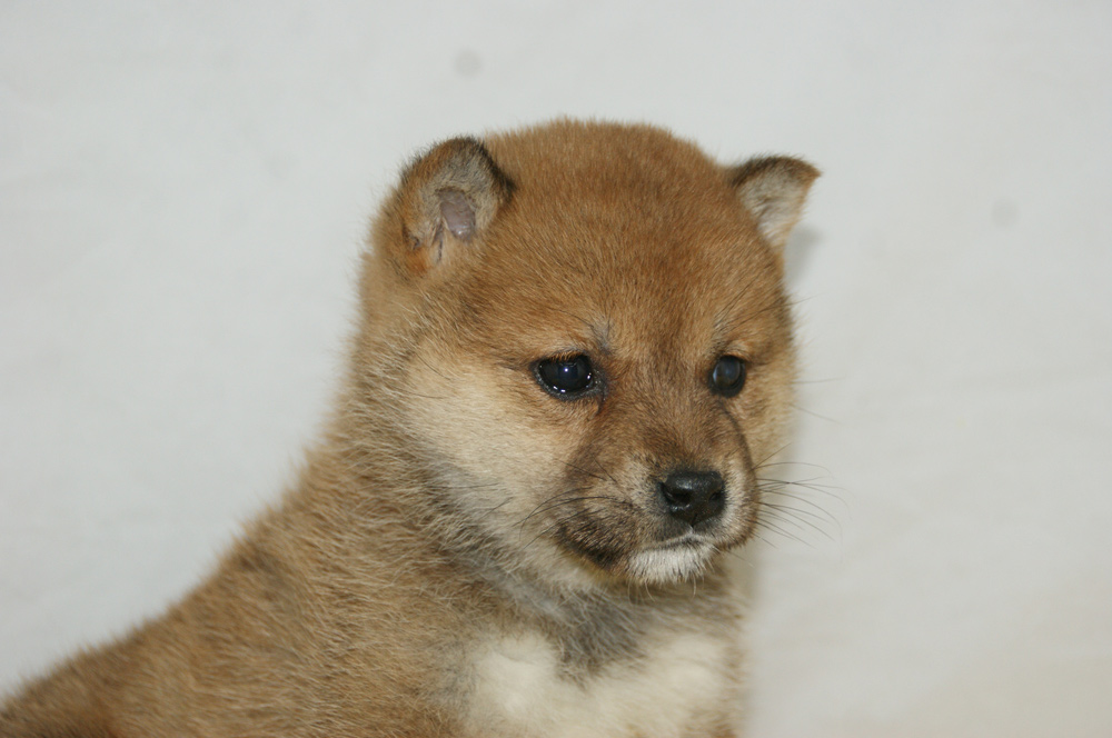 宮城県ペットショップ/ペットショップ鈴花　子犬情報／豆柴