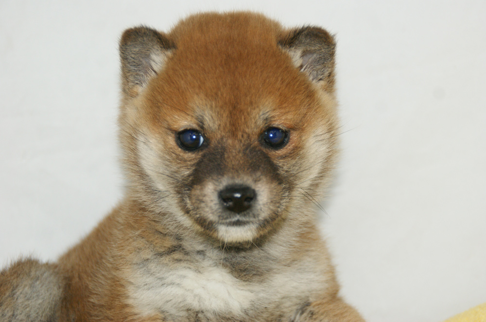 宮城県ペットショップ/ペットショップ鈴花　子犬情報／柴犬