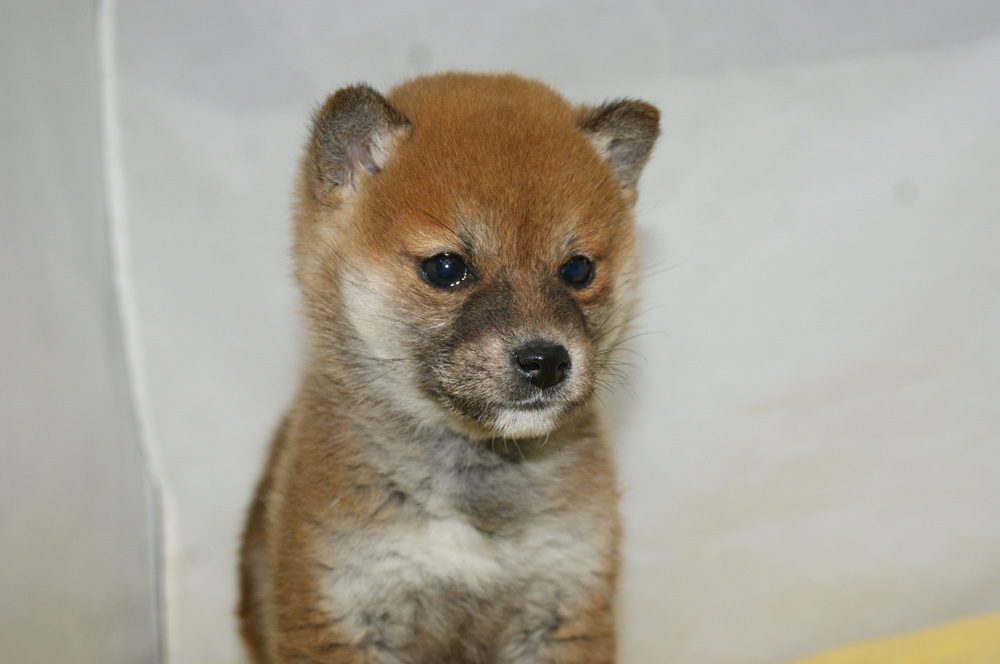 宮城県ペットショップ/ペットショップ鈴花　子犬情報／柴犬