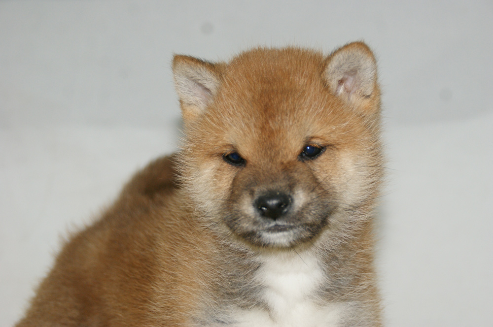 宮城県ペットショップ/ペットショップ鈴花　子犬情報／柴犬