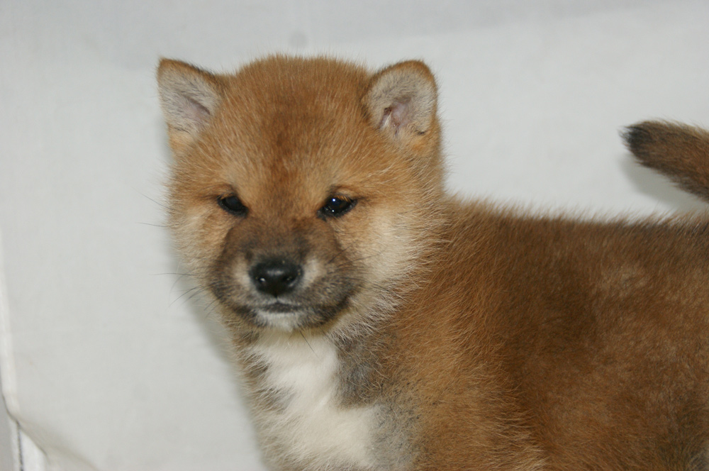 宮城県ペットショップ/ペットショップ鈴花　子犬情報／柴犬