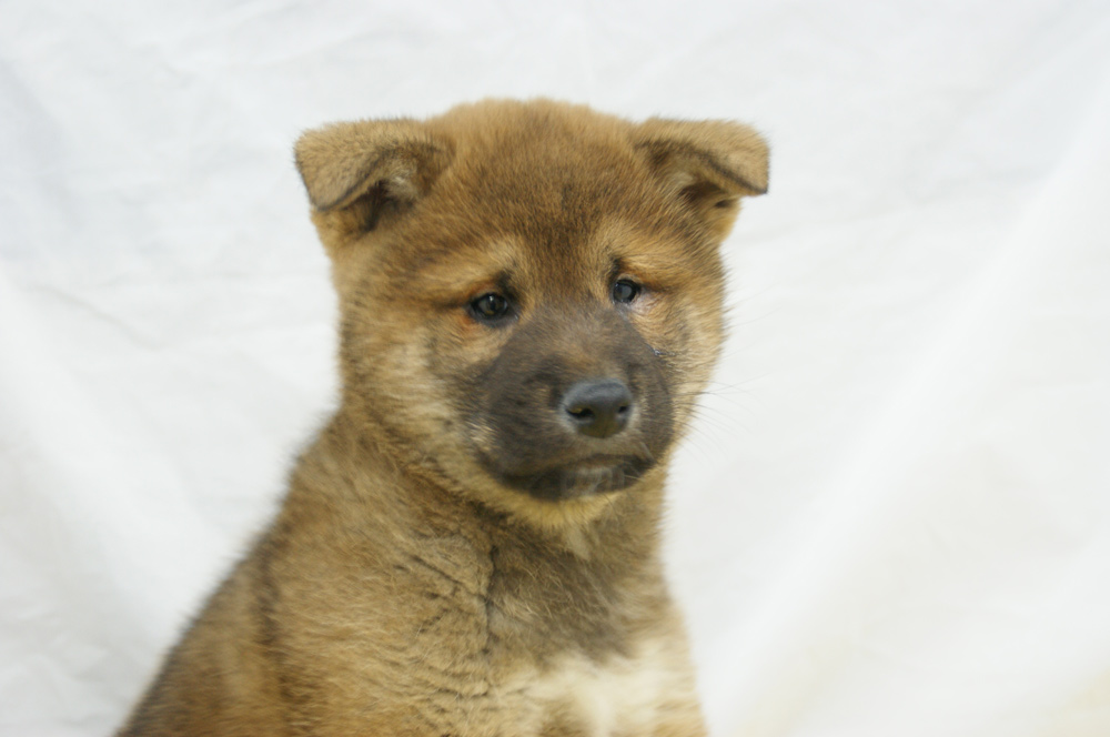 宮城県ペットショップ/ペットショップ鈴花　子犬情報／柴犬