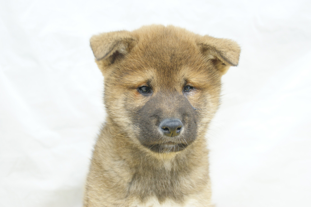 宮城県ペットショップ/ペットショップ鈴花　子犬情報／柴犬