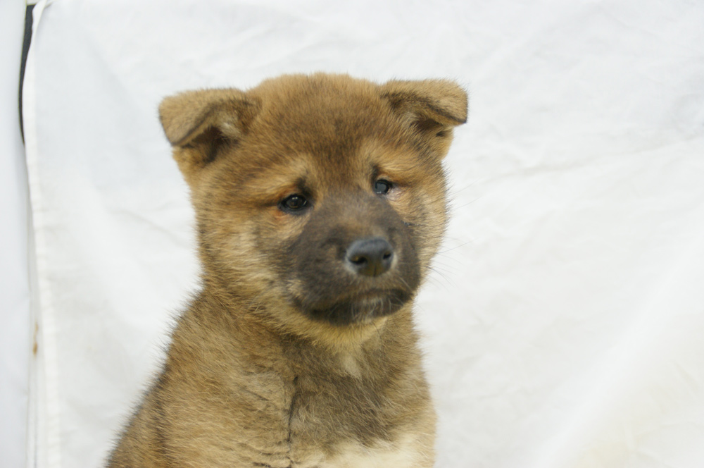 宮城県ペットショップ/ペットショップ鈴花　子犬情報／柴犬