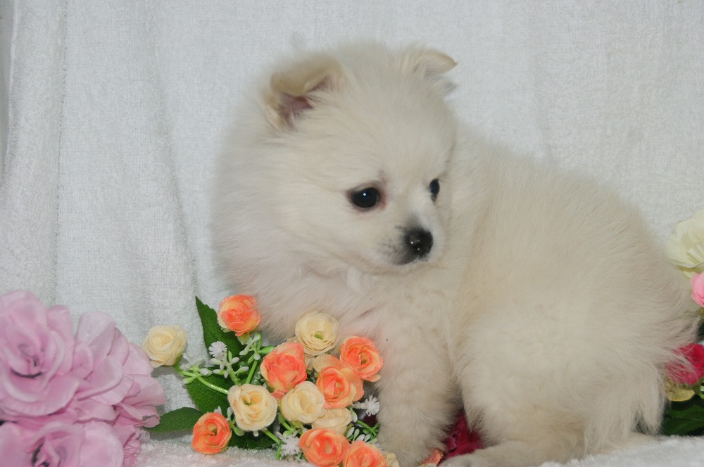 宮城県ペットショップ/ペットショップ鈴花　子犬情報／ミックス犬