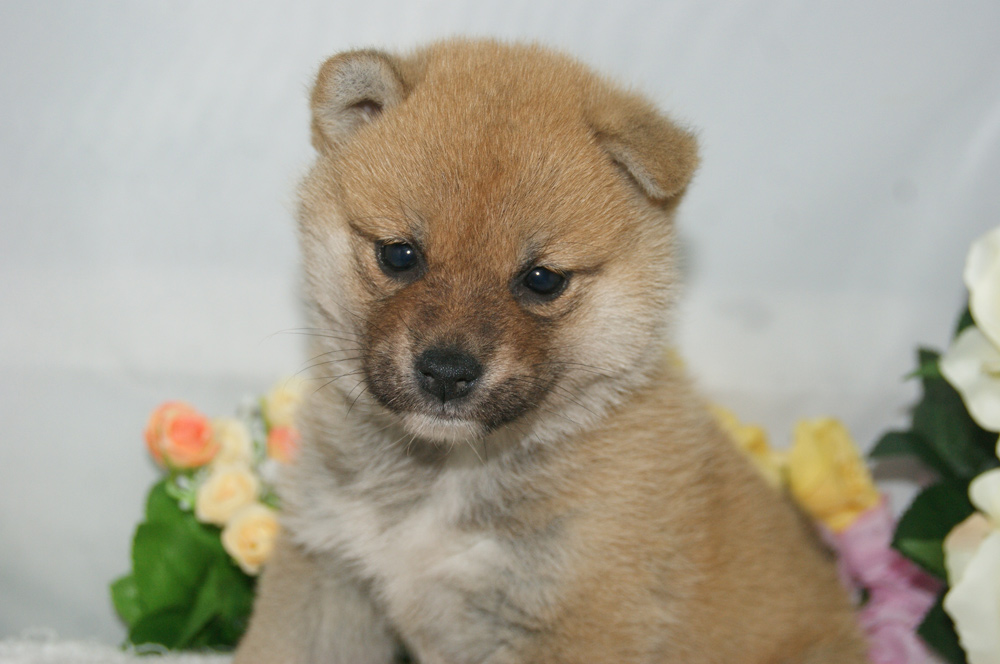 宮城県ペットショップ/ペットショップ鈴花　子犬情報／豆柴