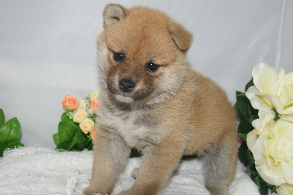 宮城県ペットショップ/ペットショップ鈴花　子犬情報／豆柴