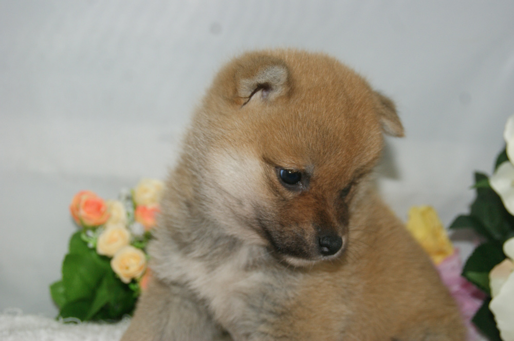 宮城県ペットショップ/ペットショップ鈴花　子犬情報／豆柴