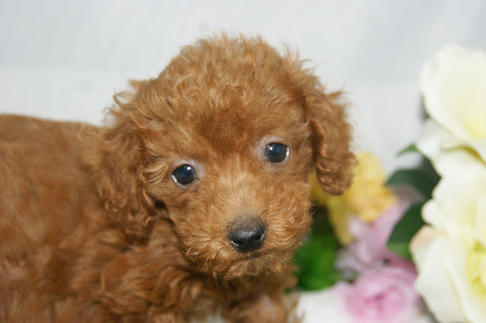 宮城県ペットショップ/ペットショップ鈴花／トイプードル子犬