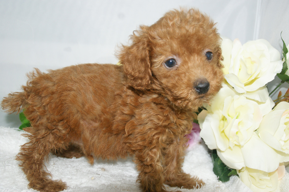 宮城県ペットショップ/ペットショップ鈴花　子犬情報／トイプードル