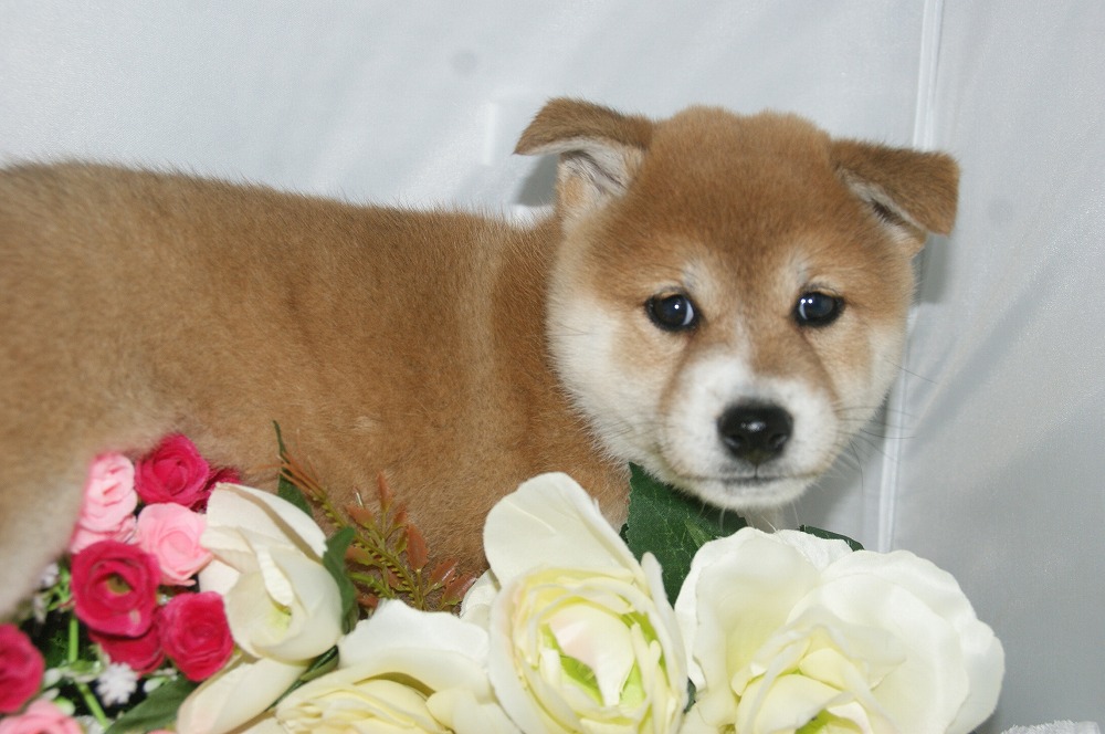 宮城県ペットショップ/ペットショップ鈴花　子犬情報／柴犬