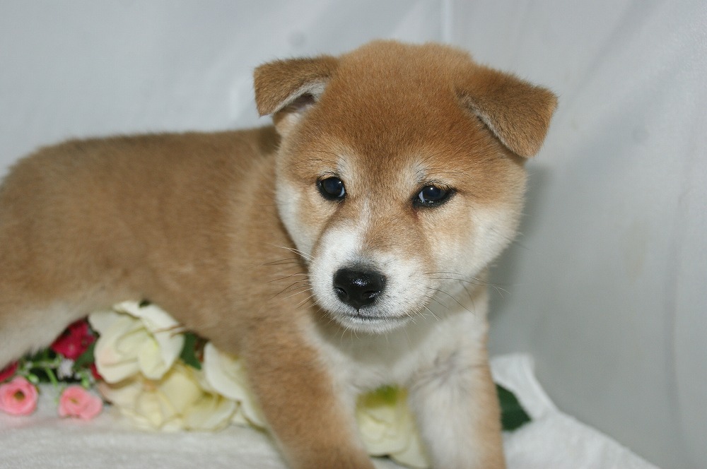 宮城県ペットショップ/ペットショップ鈴花　子犬情報／柴犬