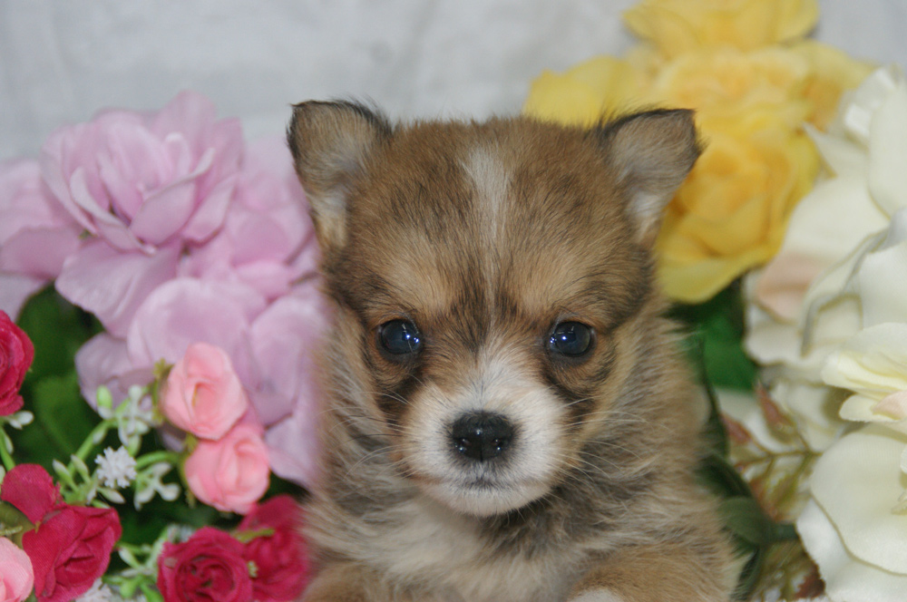 宮城県ペットショップ/ペットショップ鈴花　子犬情報／ミックス犬