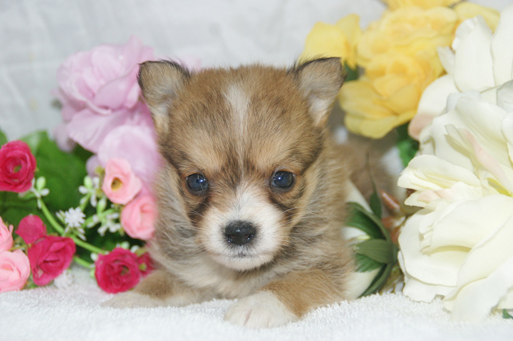 宮城県ペットショップ/ペットショップ鈴花　子犬情報／ミックス犬