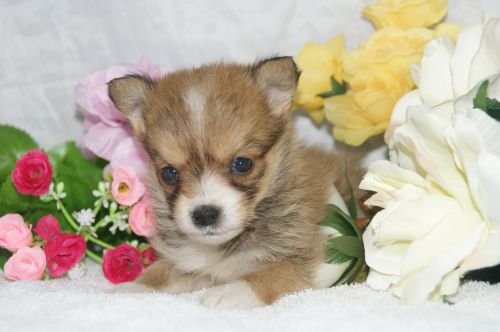 宮城県ペットショップ/ペットショップ鈴花　子犬情報／ミックス犬