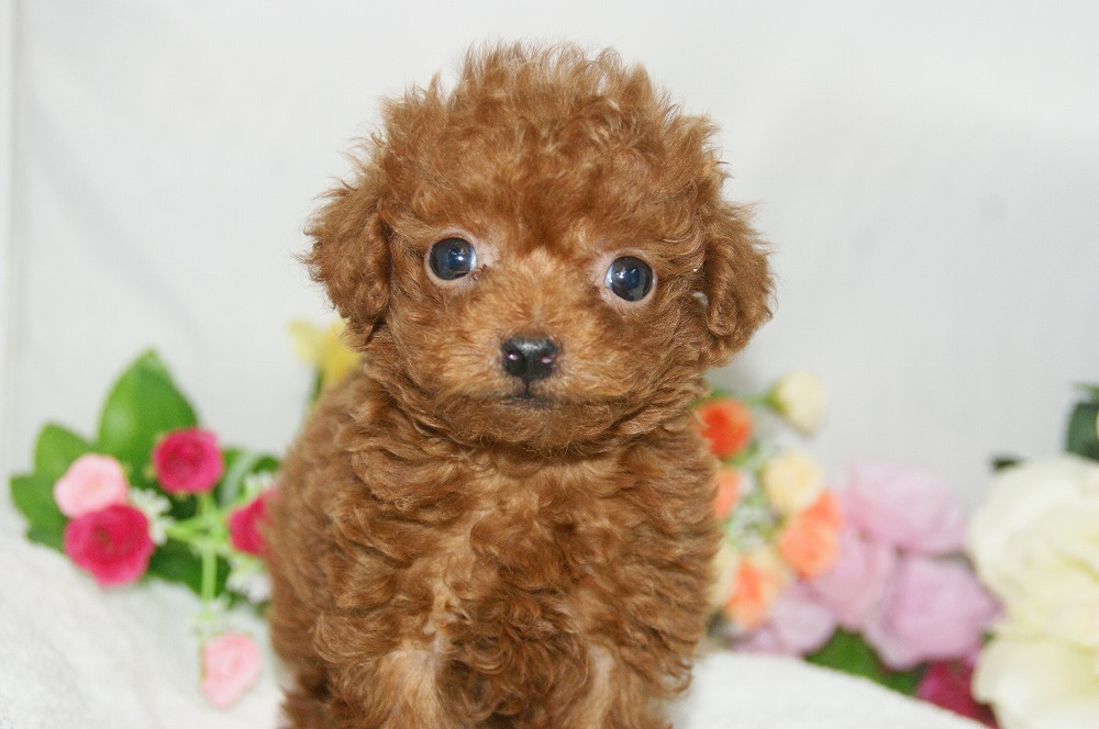 宮城県ペットショップ/ペットショップ鈴花　子犬情報／トイプードル