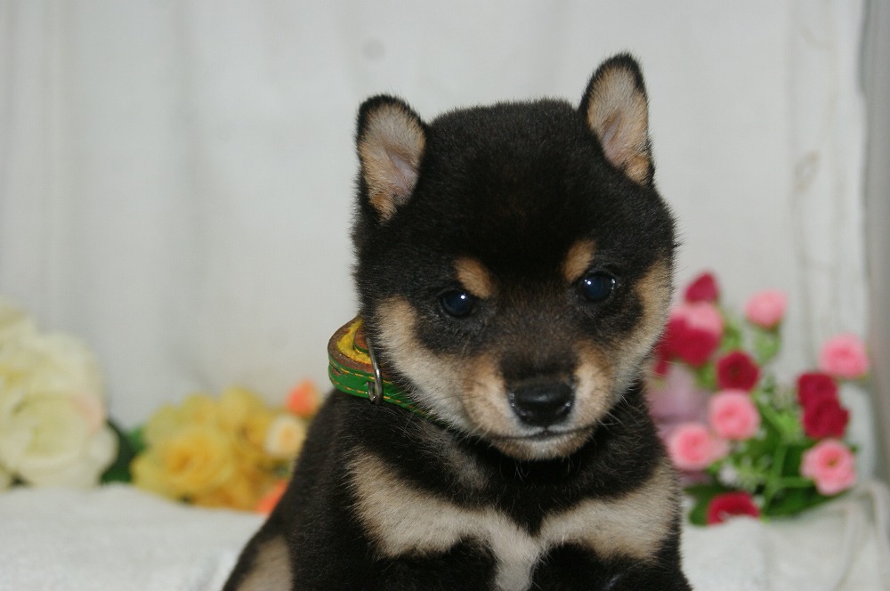 宮城県ペットショップ/ペットショップ鈴花　子犬情報／柴犬